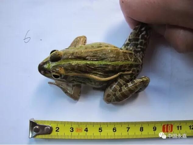 星空综合|瑞幸咖啡招股价区间定为15-17美元 IPO最高融资6.37亿美元(图1) 星空综合