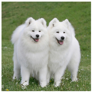 星空·综合体育