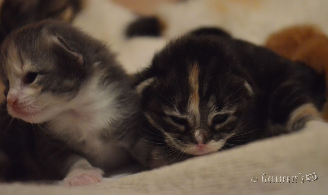 贝奇五一园外活动——慰问辛苦劳动的叔叔阿姨,五一节快乐~!‘星空综合’(图4) 星空综合